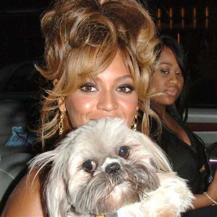 Does Beyoncé Have a Dog?