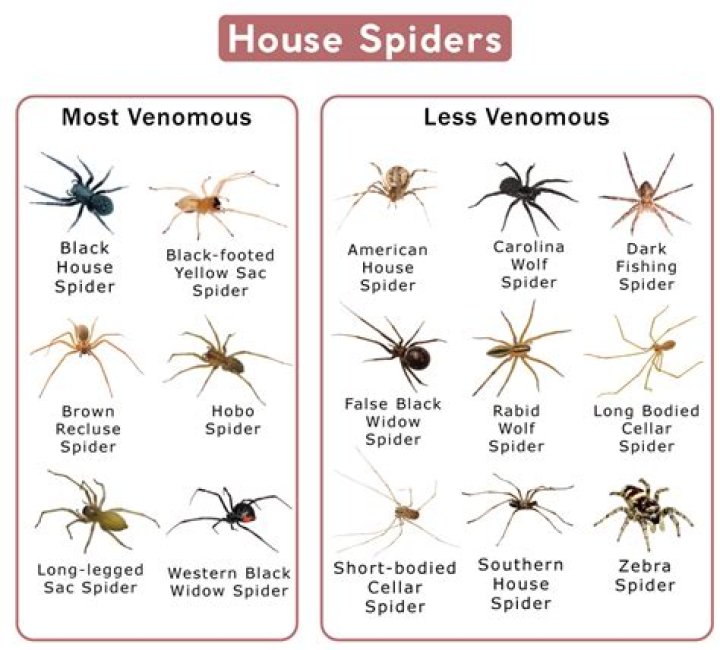 If You're Not Cleaning This, You're Inviting Spiders to Your Home