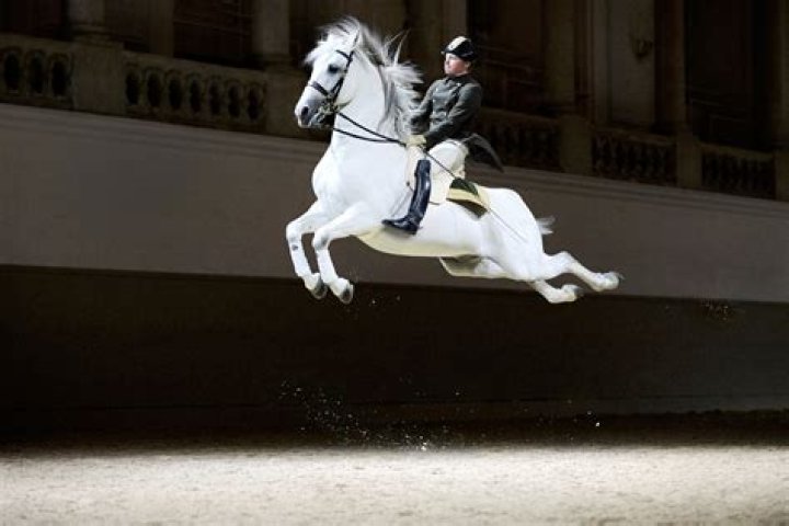 Lipizzaner Stallions To Tour US In Fall