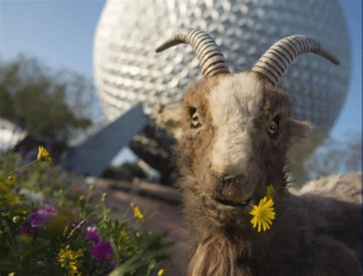 The Low Down on Billy the Goat